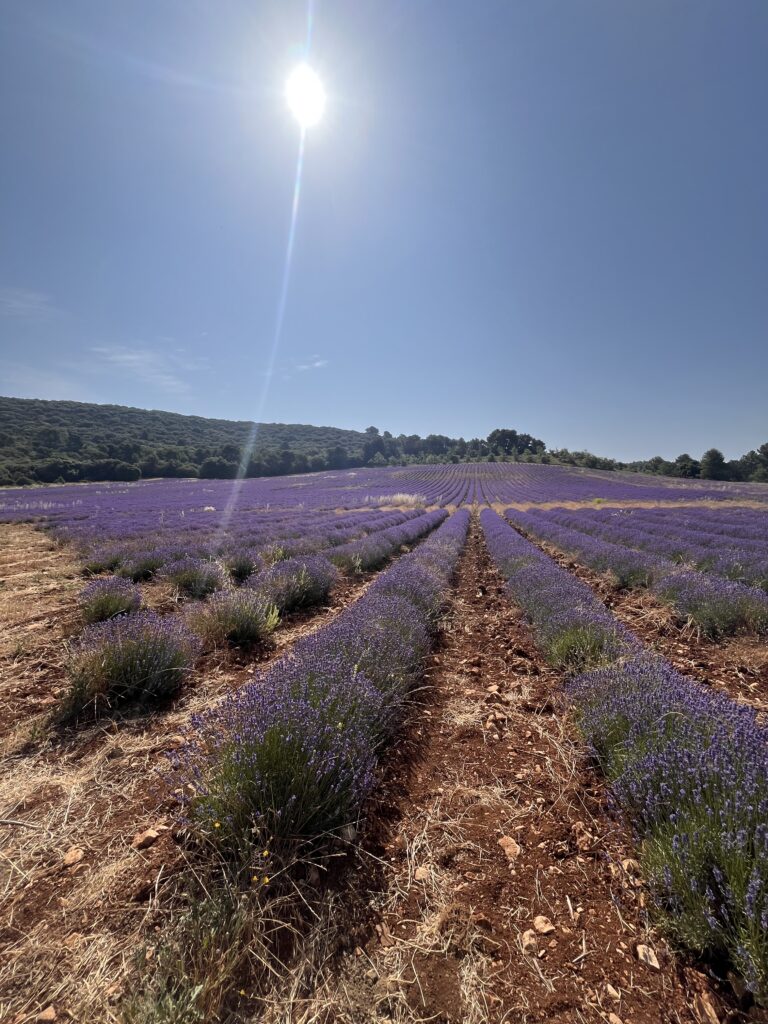 Valensole Lavender
